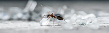 Closeup Macro Of Ant Picking Up A Sugar Cube