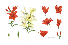 Set Of Lily Flowers In Color. Vector Botanical Illustration Of Florist. Hand Drawn Illustration In Vintage Style.