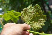 Grape Phylloxera Diseases.  Grape Phylloxera (Phylloxera Vastatrix) Is A Pest Of Commercial Grapevines Worldwide.
