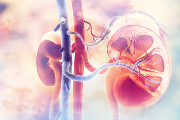 Wall Mural - Human kidney cross section