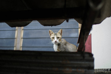 Cats are looking between the roofs.