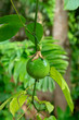 Green Passion Fruit on tree.