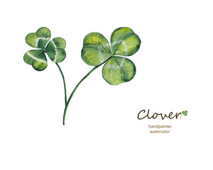 handpainted clover leaves on white background with watercolors