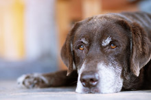 The Dog Sleeps Sad Waiting In Front Of The House. Straight Looking Face. Pets Concept.