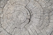 Texture of rough surface felled tree weathered with annual rings. Concept of long life longevity aging. A background with copy space of gray stump wood