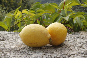 Wall Mural - Citrons sur une pierre