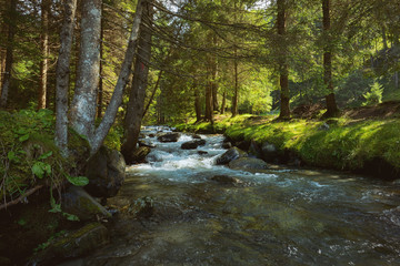  The mountain river in the forest