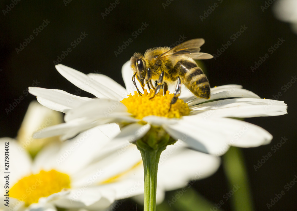 pszczoła na kwiatku-zbiór pyłku - obrazy, fototapety, plakaty 