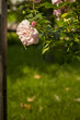 krzak róż w furtce do ogrodu