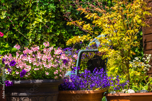 Fotografía Beautiful, summer flowers in the home garden