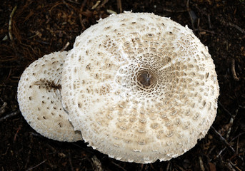 Round shaped fungi growing wild