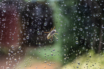 wasp on window during the rain