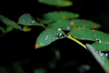 water on leaf dark1