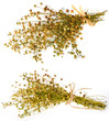 bunch of dry flax plant (Linum usitatissimum) close-up