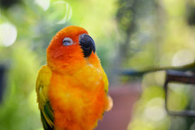 Portrait Of Beautiful Colorful Orange Yellow Green Sleeping Parrot, Eyes Close Bird In Outdoor Park. Animal Wildlife And Nature Concept.International Migratory Bird Day, Love Your Pet Day