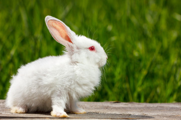 cute little white rabbit on a green background, sits on a wooden Board