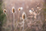 Fototapeta Dmuchawce - Dried Thistle and Country Fields In Pastel Winter Sunlight in Blurred Background.