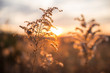 Dried Wild Grass and Country Fields with Winter Sunset in Blurred Background.