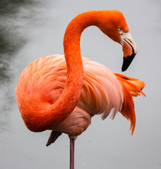 Flamingo