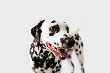 Wall Mural - Beautiful Dalmation Dog on Isolated Background