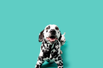 Wall Mural - Beautiful Dalmation Dog on Colored Background