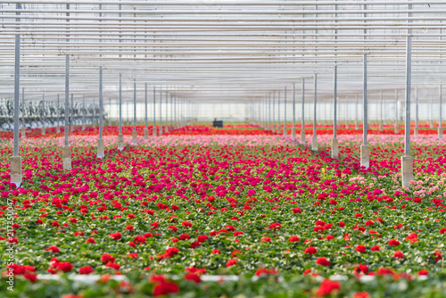 Photographie flowers in a greenhouse