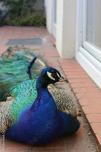 Fotografie, Obraz Männlicher blauer Pfau (Pavo cristatus) in einer Nahaufnahme