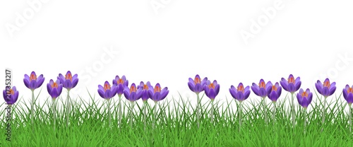  Obraz krokusy   wiosna-kwiatowy-granicy-z-jasne-fioletowe-krokusy-na-swiezej-zielonej-trawie-na-bialym-tle