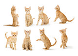 Fototapeta Koty - Cute Orange Tabby Kitten in Different Positions