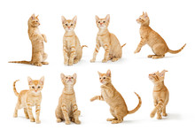 Cute Orange Tabby Kitten In Different Positions