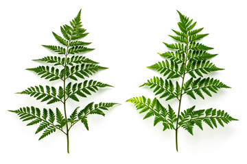 Wall Mural - collection of green fern leaves isolated on white background