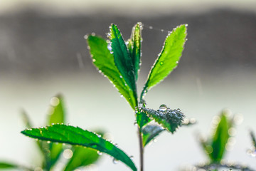 Wall Mural - Dew drops on a green leaf close up background