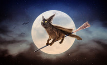 Halloween Black Cat On Broom Over Moon