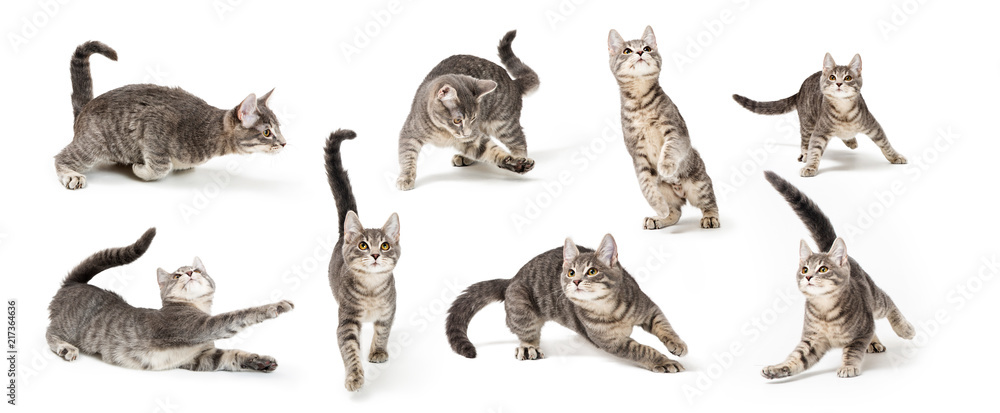 Playful Cute Gray Kitten in Different Positions - obrazy, fototapety, plakaty 