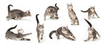 Fototapeta Koty - Playful Cute Gray Kitten in Different Positions