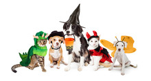 Row Of Cats And Dogs In Halloween Costumes