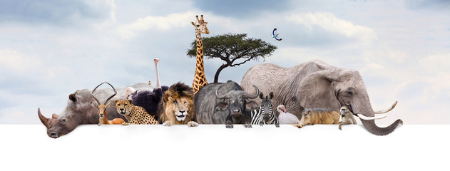 Wall Mural - safari zoo animals over web banner