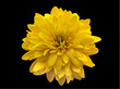 yellow flower close-up isolated on a black background, minimal art