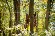 Colorful Handknit Socks Hanging To Dry On The Clothesline