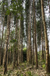 Eucalyptus tree reforestation