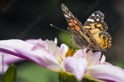 Fotografie, Obraz Orange and black butterfly on pink flower blossom.