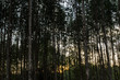 Eucalyptus forest plantation