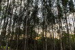 Eucalyptus forest plantation