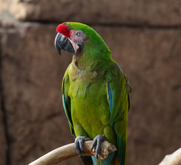 Wall Mural - military macaw poses for a side profile