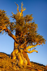 Wall Mural - Bristlecone Pine at Dusk