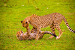 Portrait shots of cheetahs and cubs playing and lounging in Africa