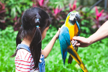 Wall Mural - Cute asian child girl touching feather of beautiful macaw parrot in the zoo