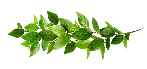 Wall Mural - twig with fresh green leaves