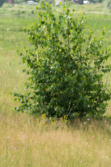 Wall Mural - Tree in the meadow