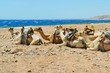 Camels lying on sun 